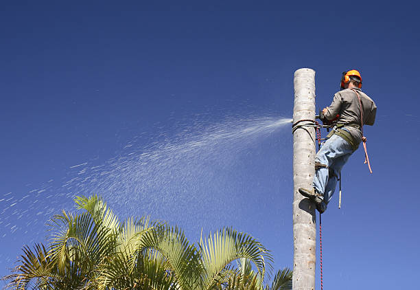 Best Tree Health Inspection  in Water Valley, MS