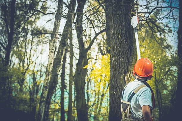 Best Firewood Processing and Delivery  in Water Valley, MS
